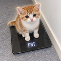 Fat