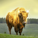 BISON