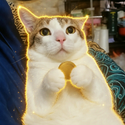 YOYO