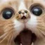 PERPCAT
