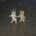 DREAMCATS