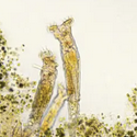 Rotifer