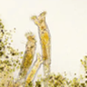 Rotifer