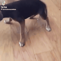 PISSDOG / SOL