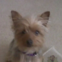 Tinkerbelle