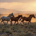 HORSES / SOL