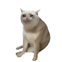 CASHCAT