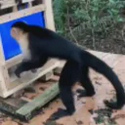 The AI Monkey