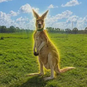 Roofus