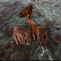 OILSPILL