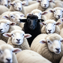 BLACKSHEEP