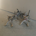 catbal