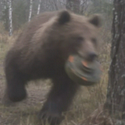 BEAR / SOL
