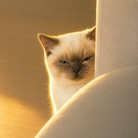 Suscat / SOL