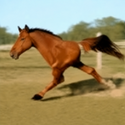 honse / SOL