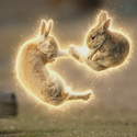 うさぎ