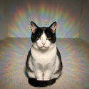 AURACAT / SOL