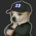 fomodog