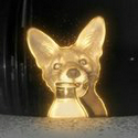 Mr. Fox