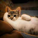 chillcat