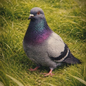 Pigeon