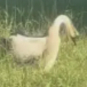 Donald