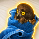OWL / SOL