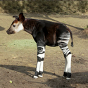 OKAPI