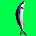 SFISH