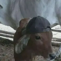 WIT