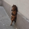 HORSE / SOL