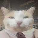 QCAT