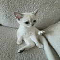 Mimi / SOL