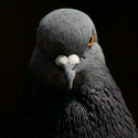 Pigeon