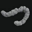Coprolite / SOL