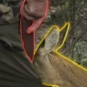 DEER / SOL