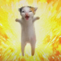 calico / SOL