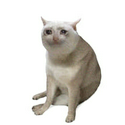 CASHCAT