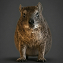 HYRAX
