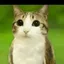 meowl / SOL