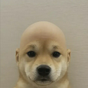wifout