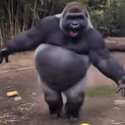 Gorilla