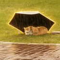 Umbrella