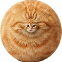 pumpon