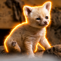 FOXIE