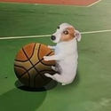 尴尬狗
