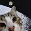 MOONCAT