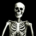 Skeleton 
