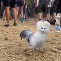 Chickat