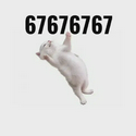 67cat